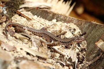 A Common wall lizard on a tree trunk