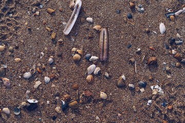 shells on the beach