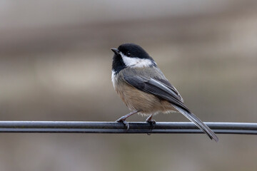 black capped chickadee