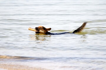 Hund spielt im Wasser