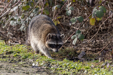 the common raccoon