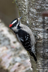 Downy Woodpecker bird