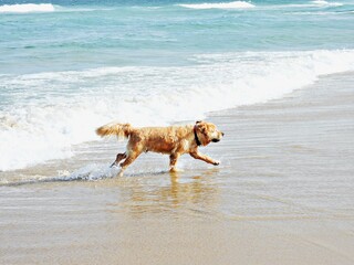 Hund spielt im Wasser