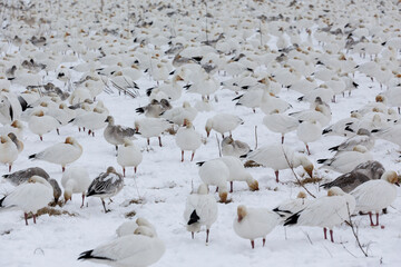 White snow goose