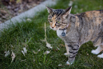 Naklejka na ściany i meble Calico cat portrait outside on lawn