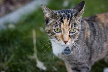 Naklejka na ściany i meble Calico cat portrait outside on lawn