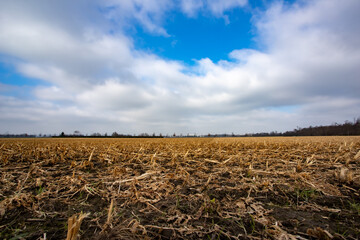 harvested wheat field in winter time, clouds and blue sky, small trees in the horizon © Stockhausen
