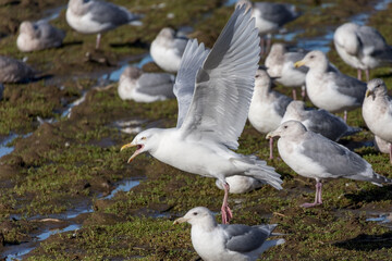  Glaucous Gull  bird