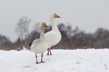 White snow goose