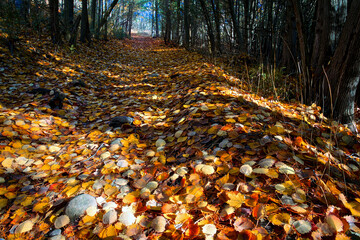 Fototapeta na wymiar Vibrant-colored autumn leaf covered the footpath in a National park in Canada.