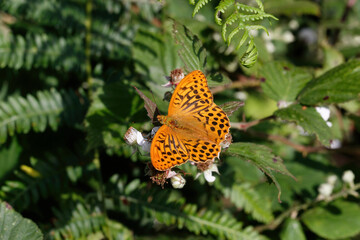 A Silver-washed Fritillary nectaring on Bramble flower.