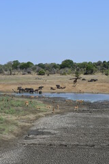 Fototapeta na wymiar Safari landscape