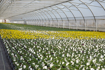 viele bunte blühende Stiefmütterchen in einem großen Gewächshaus im Frühling