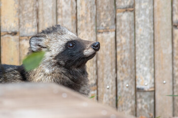 空を見上げるタヌキ