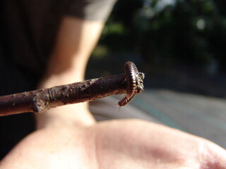 caterpillar