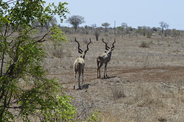 Walking antelope