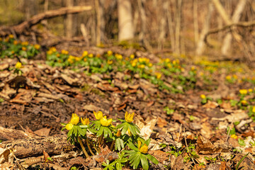 nature reserve near Jena with lots of winter aconite flowers in early spring
