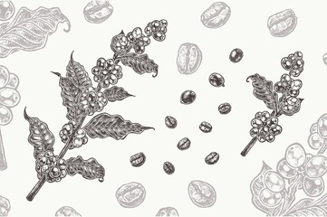 Coffee branch with grains and coffee beans. Vintage style organic food isolated on white background. Elements for menu or cookbook design