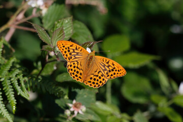 A Silver-washed Fritillary nectaring on Bramble flower.