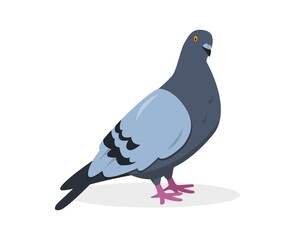 Pigeon bird. Gray dove icon