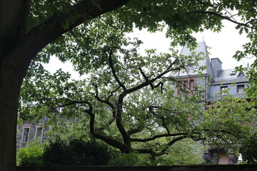 Bernkastel Kuss Geisterhaus interessanter Baum