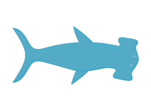 hammerhead shark on a white background
