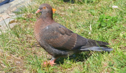 pigeon on the grass