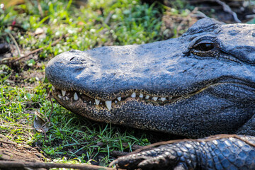 Portrait of a Scary Florida Alligator 