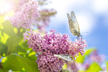 White butterflies on lilac flowers on a summer sunny day close-up. The concept of observing nature, ecosystem. Beautiful spring background. Pieris brassicae, lepidopterology, entomology.