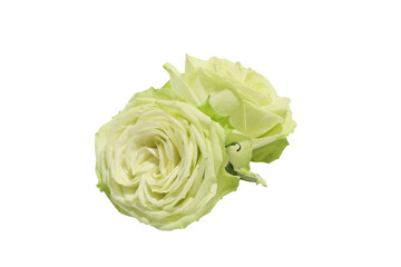 クリーム色の薔薇の花首