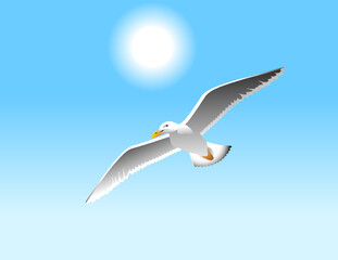 Seagull