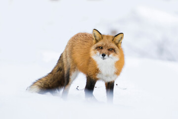 Naklejka na ściany i meble Red fox in Canadian winter