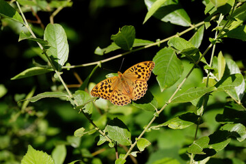 A Silver-washed Fritillary resting on green leaves.