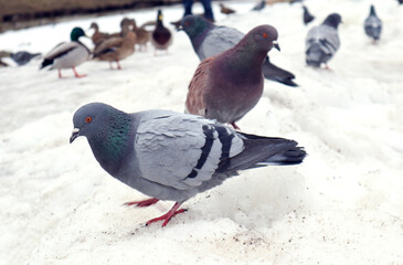 Gray pigeon on the background of a flock of birds in the snow, close-up