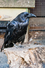 Beautiful black crows sit on a stump