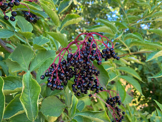 Black elderberry edible berries close up on elder shrub