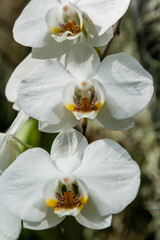 Flowering orchids in the botanical garden