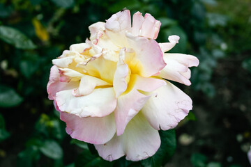 Flowering summer rose in bud