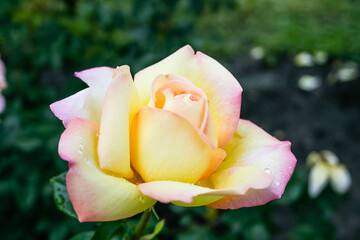 Flowering summer rose in bud