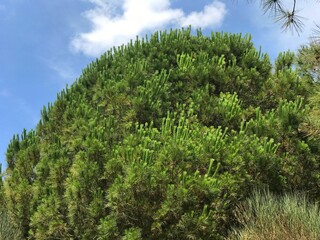Pine tree in forest Durmitor National Park, Montenegro