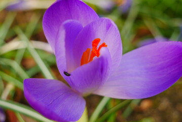 Fototapeta premium close up of a crocus on which an insect is crawling
