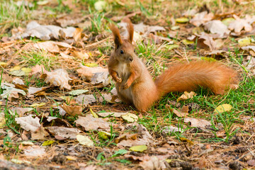 Naklejka na ściany i meble Quick Squirrel in the search for nuts