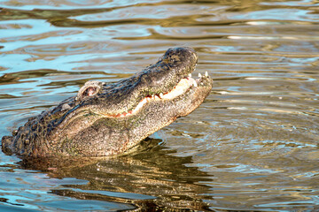 alligator in the water