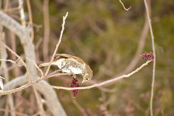 Bird feeding in the wild