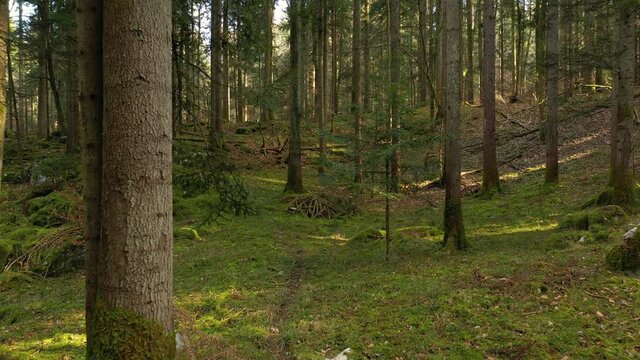 Slow flight moving forward on a beautiful sunny forest path