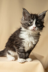 Cute little Maine Coon kitten, 6 weeks old, on a beige background. Copy space