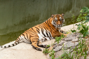 Fototapeta na wymiar Tiger resting in the nature near the water