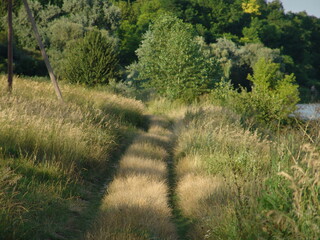 path in the field