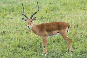 Naklejka na ściany i meble An impala buck feeding in the savannah