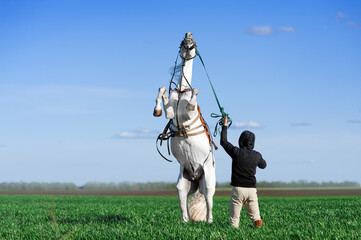 A man holds a white horse, which stands on its hind legs in the field against the blue sky....